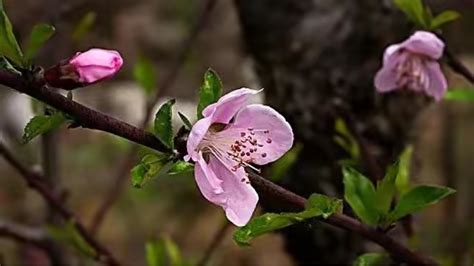 陰桃花 意思